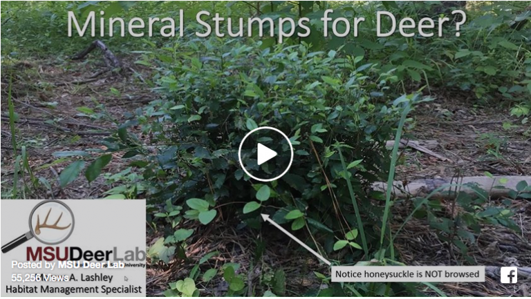 Create a Natural “Mineral Site” for Deer