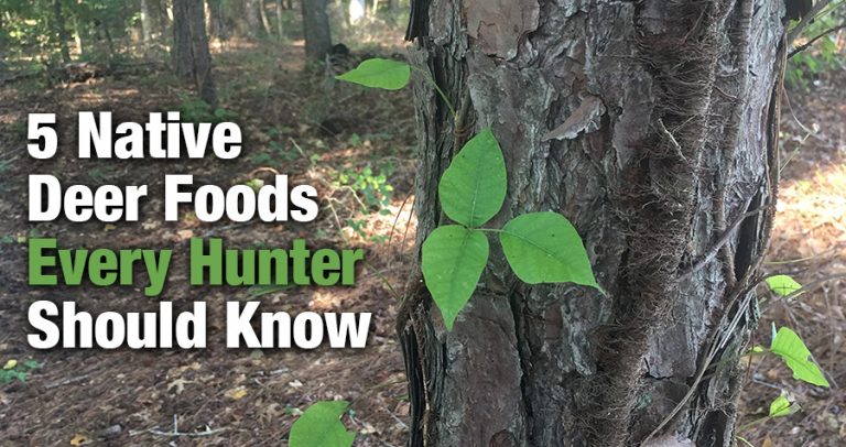 What Do Deer Eat in Georgia (and Other Southern States)? [Answered]