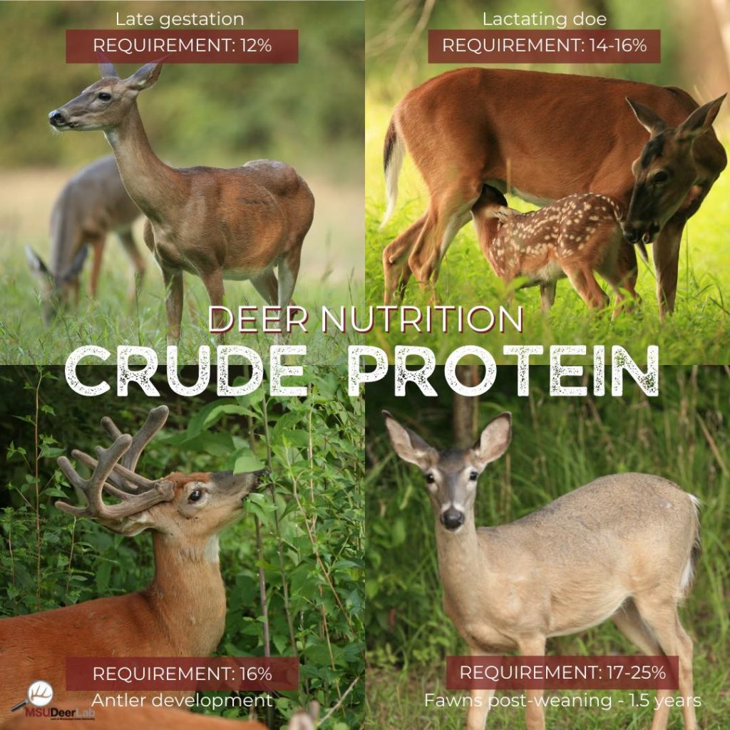 Crude protein requirements for southern deer during different seasons.