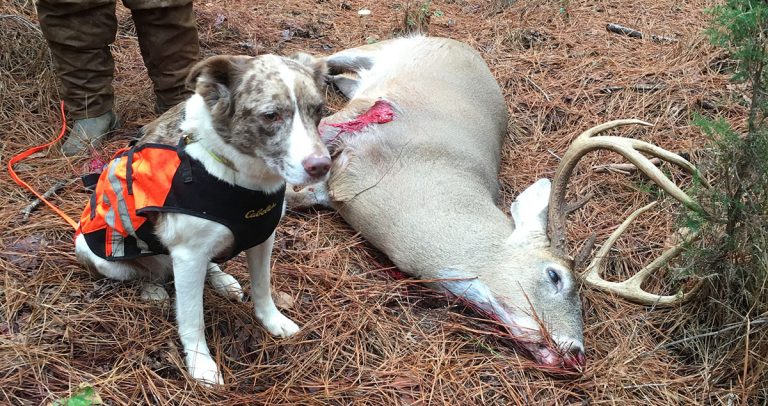Find a Georgia Deer Tracking Dog