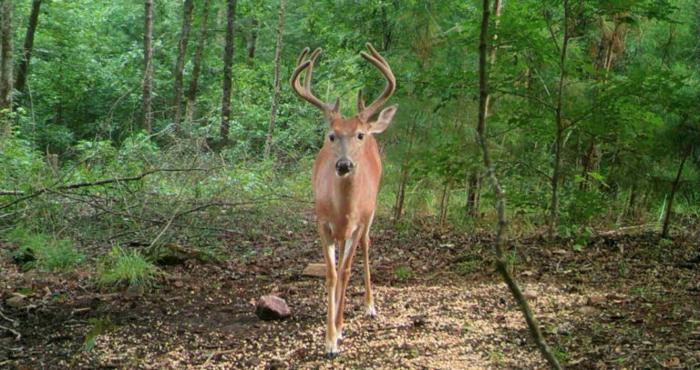 Georgia’s Deer Baiting Laws [2022]
