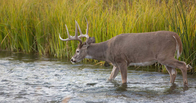 2022-2023 Mississippi Deer Season Dates & Rules