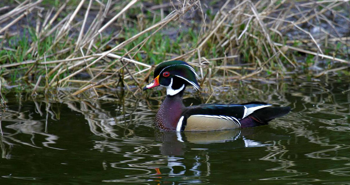 Georgia wood duck floating on a pond