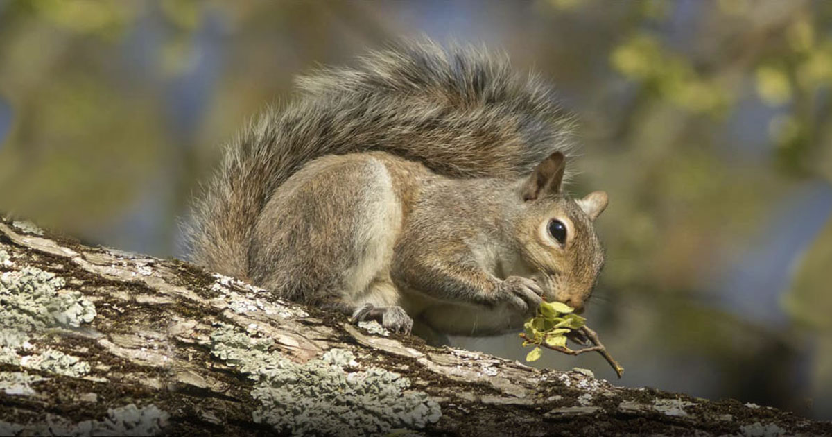 Photo of a gray squirrel on a limb chewing on mistletoe during the Georgia squirrel season.