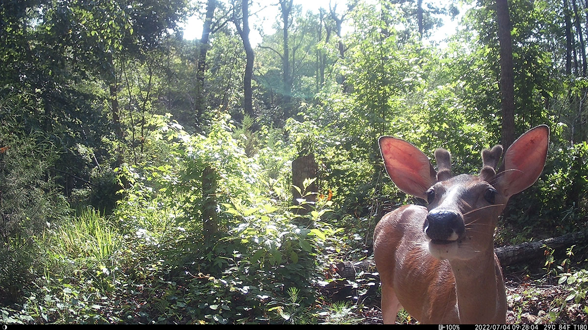 Photo of a small Georgia buck from a Campark T180 trail camera.