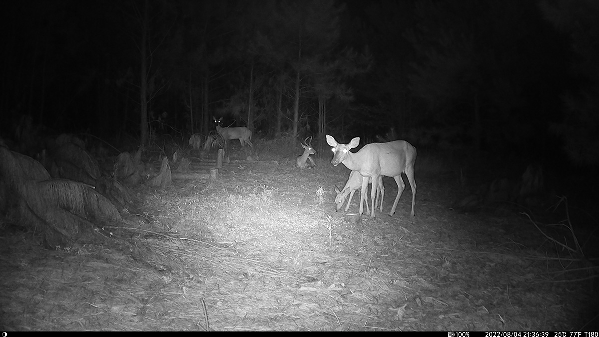 Nighttime photo of deer from a Campark T180 trail camera.