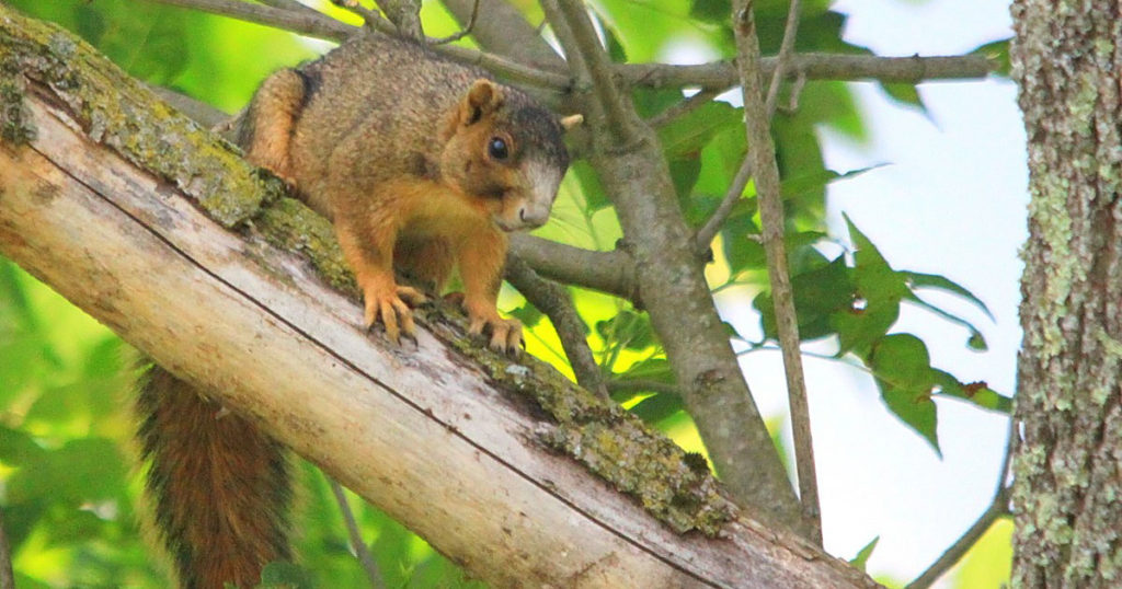 Fox squirrel in a tree during the Tennessee squirrel season.