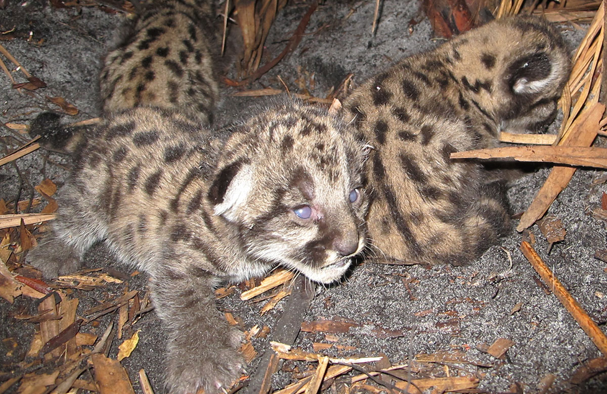 Photo of Florida Panther kittens taken in South Florida.
