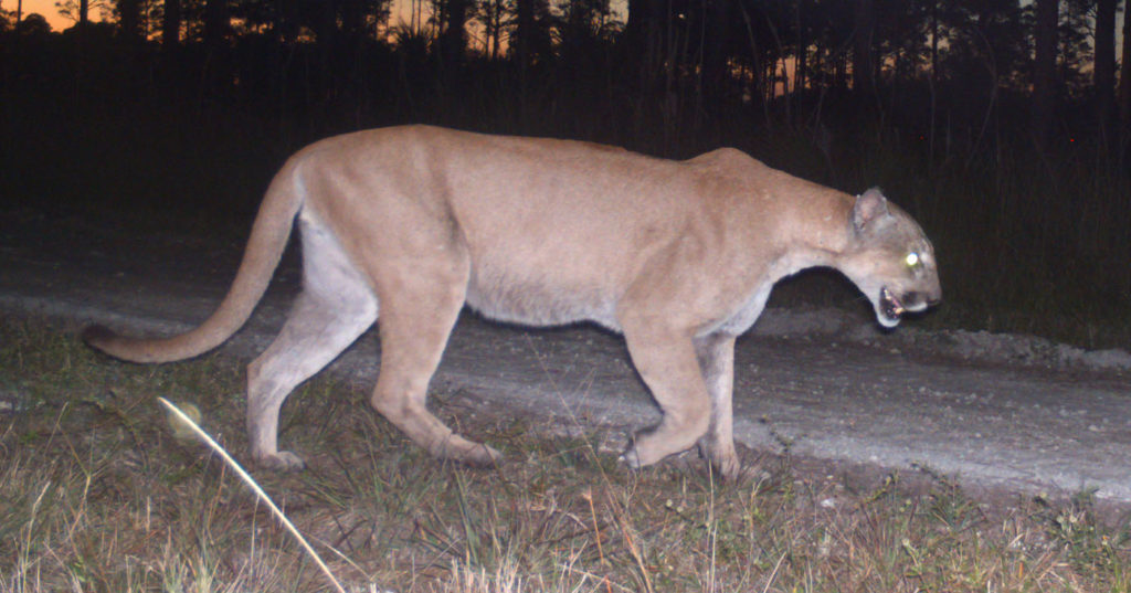 Photo of a Florida panther or mountain lion that are not found in Mississippi.