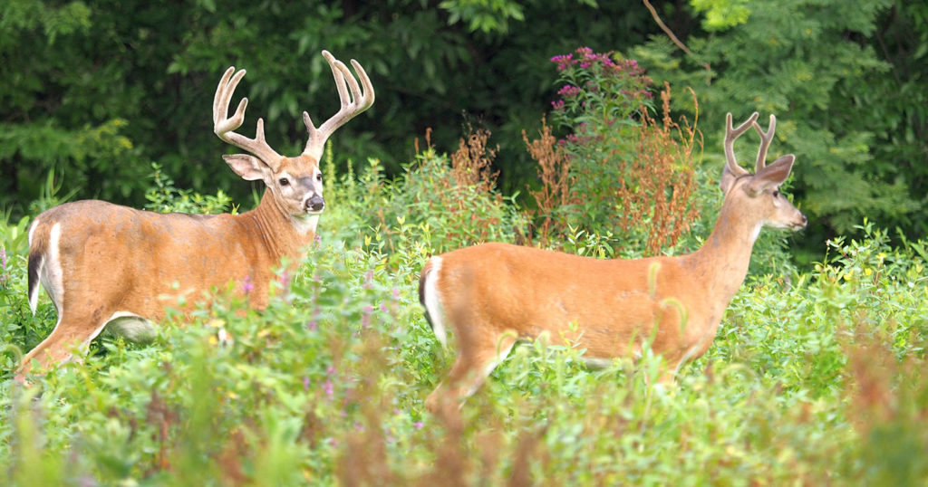 Photo of two Tennessee bucks in a field.