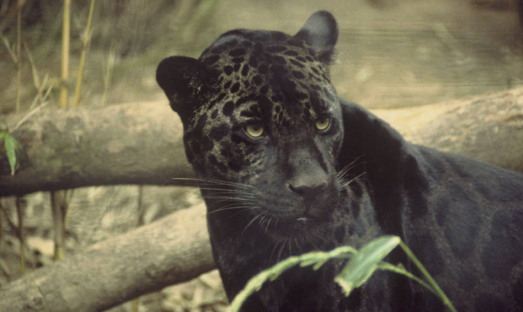 Photo of a black jaguar to show there are no black pathers in Georgia.
